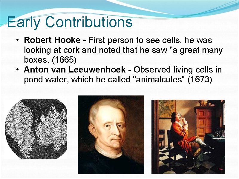Early Contributions • Robert Hooke - First person to see cells, he was looking Early Contributions • Robert Hooke - First person to see cells, he was looking