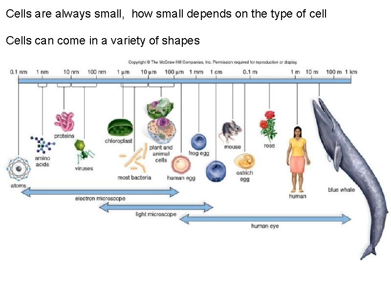 Cells are always small, how small depends on the type of cell Cells can Cells are always small, how small depends on the type of cell Cells can