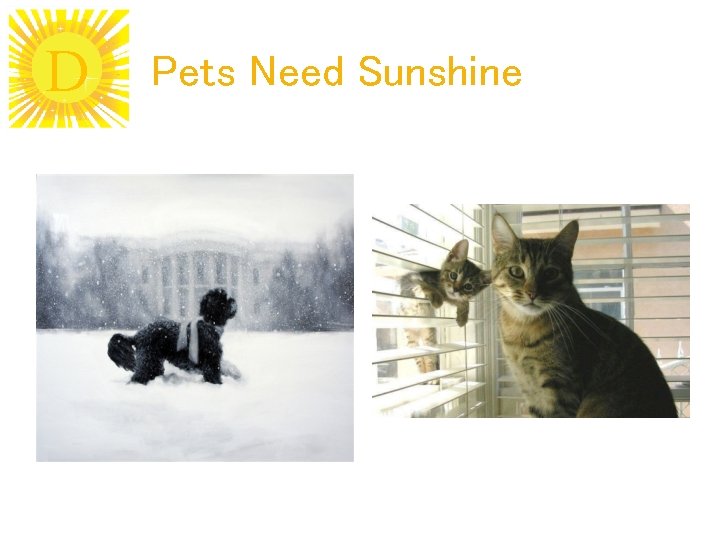 D Pets Need Sunshine 