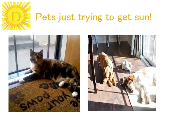 D Pets just trying to get sun! 