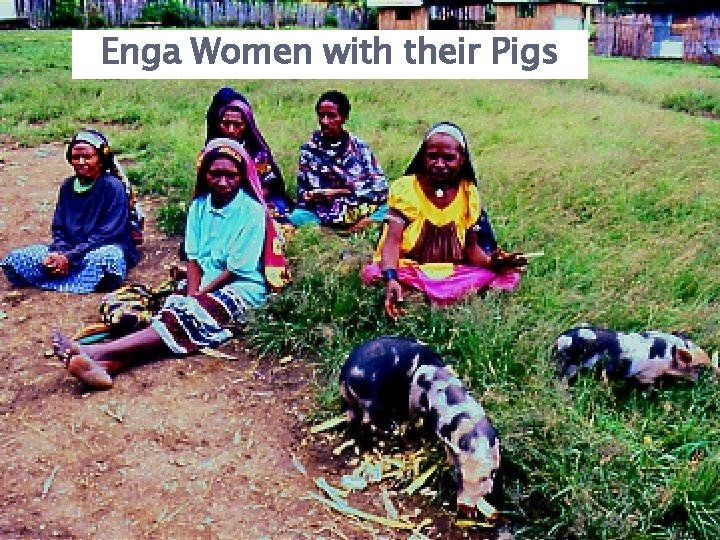 Enga Women with their Pigs 