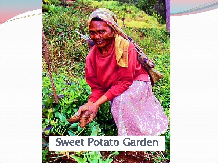 Sweet Potato Garden 