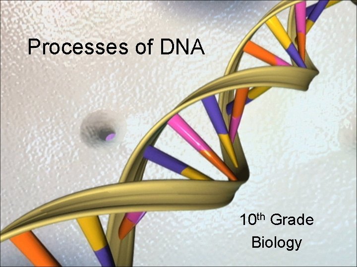 Processes of DNA 10 th Grade Biology 