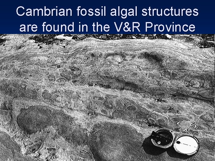 Cambrian fossil algal structures are found in the V&R Province Cambrian fossil algal structures are found in the V&R Province