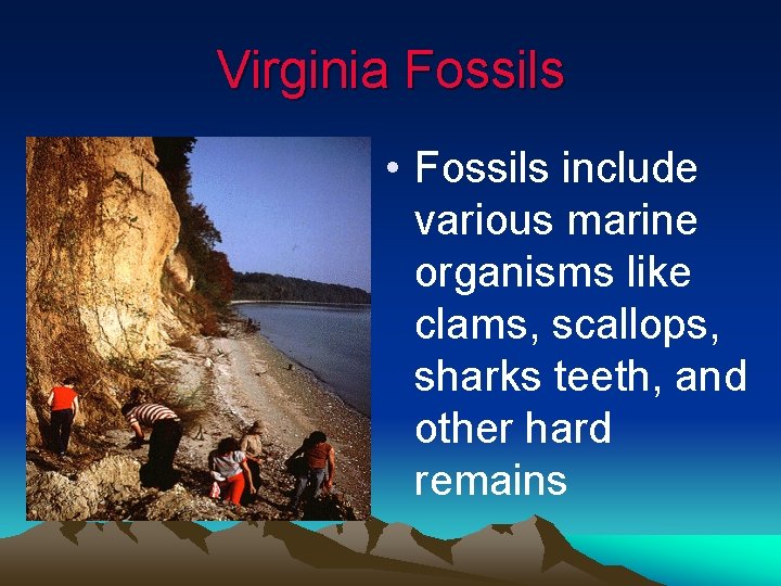 Virginia Fossils • Fossils include various marine organisms like clams, scallops, sharks teeth, and Virginia Fossils • Fossils include various marine organisms like clams, scallops, sharks teeth, and
