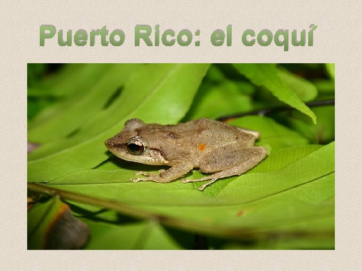 Puerto Rico: el coquí 