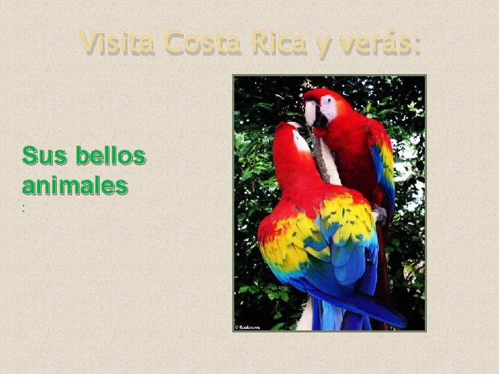 Visita Costa Rica y verás: Sus bellos animales : 