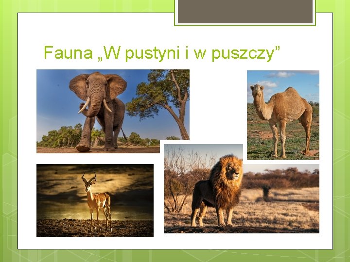 Fauna „W pustyni i w puszczy” 