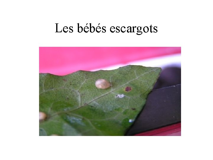 Les bébés escargots Les bébés escargots