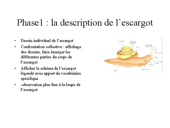 Phase 1 : la description de l’escargot • • Dessin individuel de l’escargot Confrontation Phase 1 : la description de l’escargot • • Dessin individuel de l’escargot Confrontation