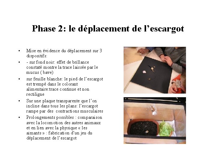 Phase 2: le déplacement de l’escargot • • • Mise en évidence du déplacement Phase 2: le déplacement de l’escargot • • • Mise en évidence du déplacement
