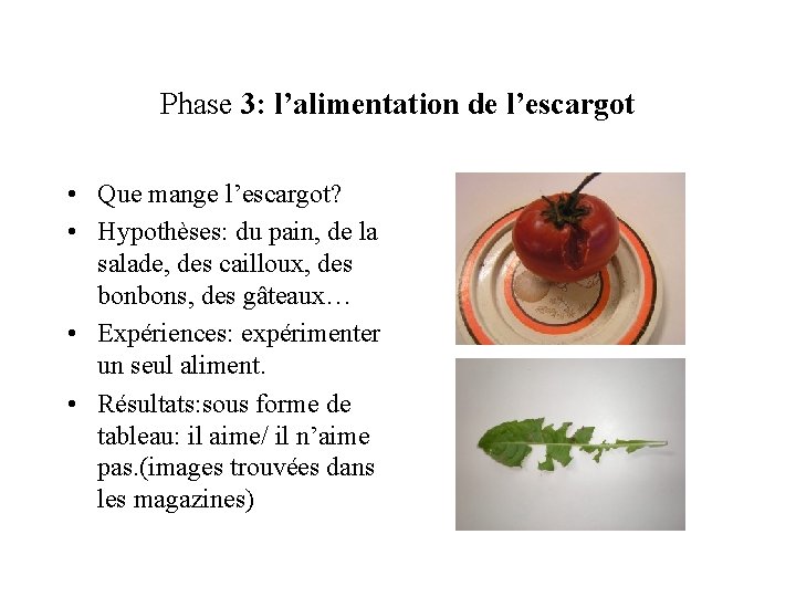 Phase 3: l’alimentation de l’escargot • Que mange l’escargot? • Hypothèses: du pain, de Phase 3: l’alimentation de l’escargot • Que mange l’escargot? • Hypothèses: du pain, de