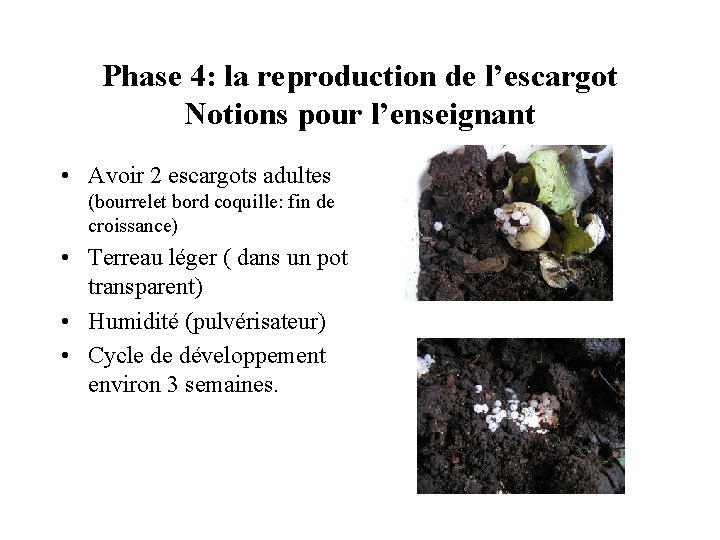 Elevage descargots en maternelle De la description la — free download