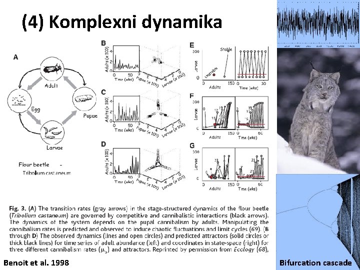 (4) Komplexni dynamika Benoit et al. 1998 Bifurcation cascade 