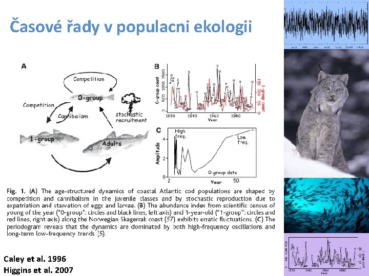 Časové řady v populacni ekologii Caley et al. 1996 Higgins et al. 2007 