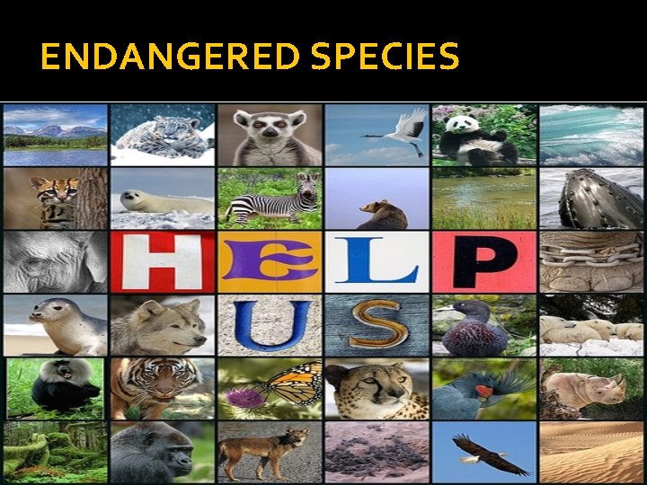 ENDANGERED SPECIES 