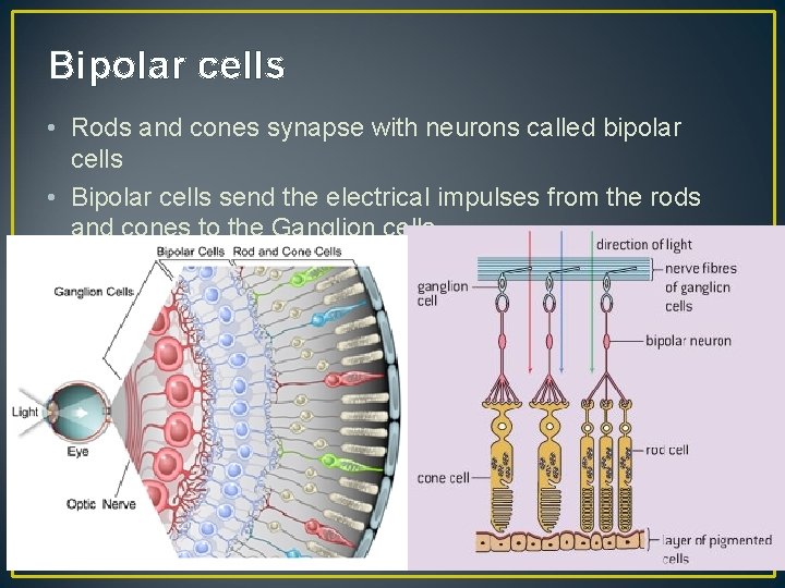 Bipolar cells • Rods and cones synapse with neurons called bipolar cells • Bipolar