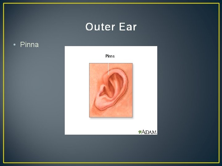 Outer Ear • Pinna 