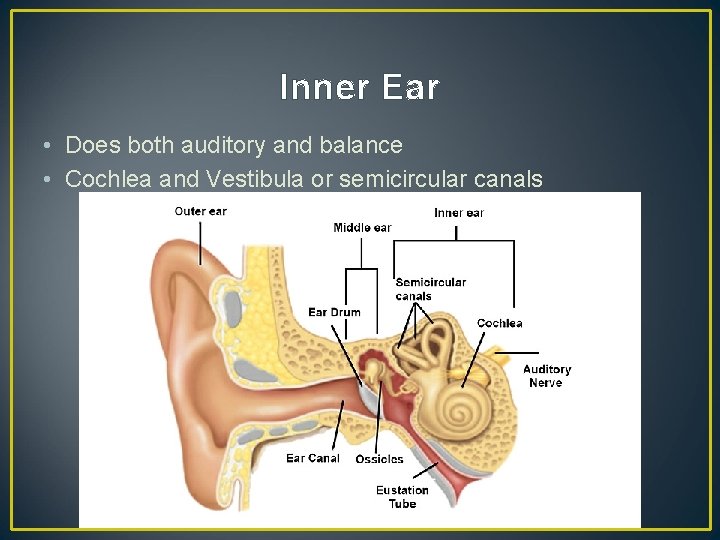 Inner Ear • Does both auditory and balance • Cochlea and Vestibula or semicircular