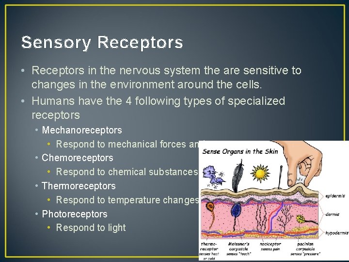 Sensory Receptors • Receptors in the nervous system the are sensitive to changes in
