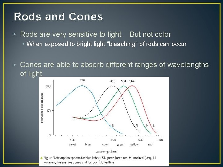 Rods and Cones • Rods are very sensitive to light. But not color •