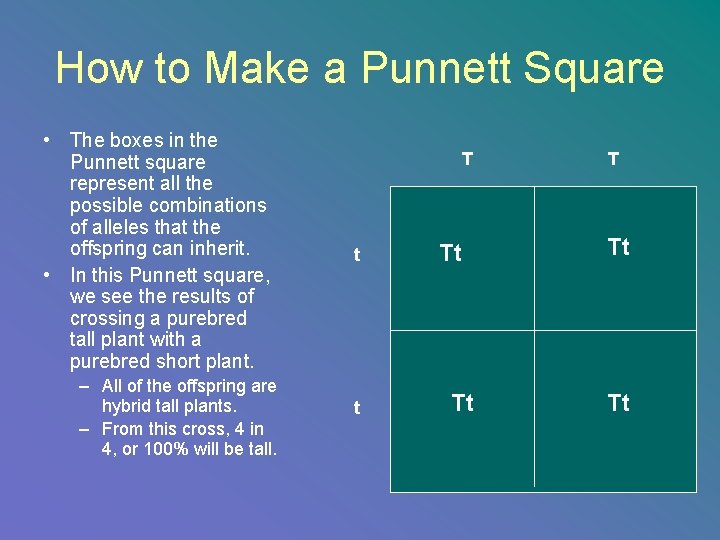 How to Make a Punnett Square • The boxes in the Punnett square represent