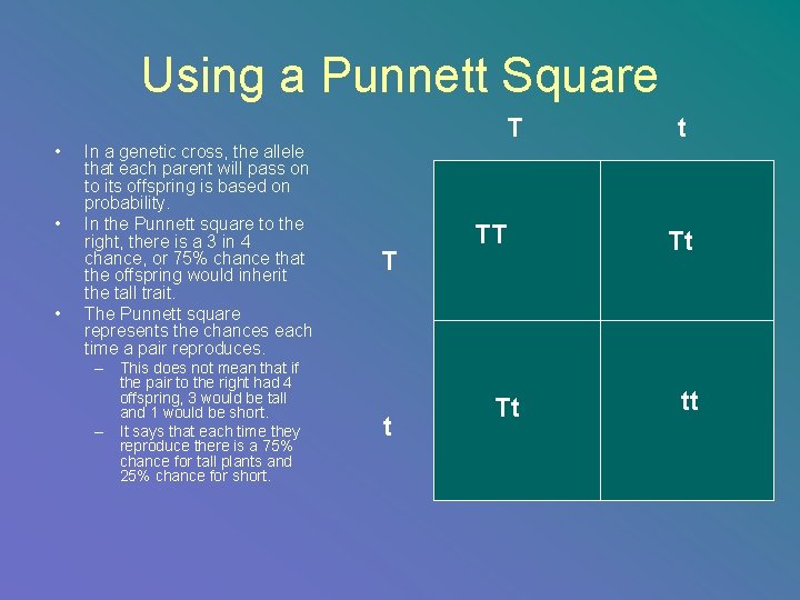 Using a Punnett Square • • • In a genetic cross, the allele that