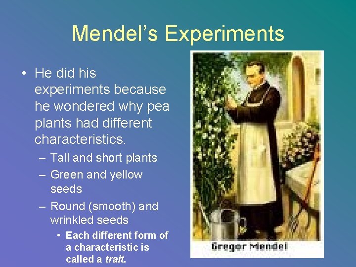 Mendel’s Experiments • He did his experiments because he wondered why pea plants had