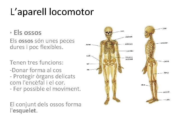 L’aparell locomotor · Els ossos són unes peces dures i poc flexibles. Tenen tres