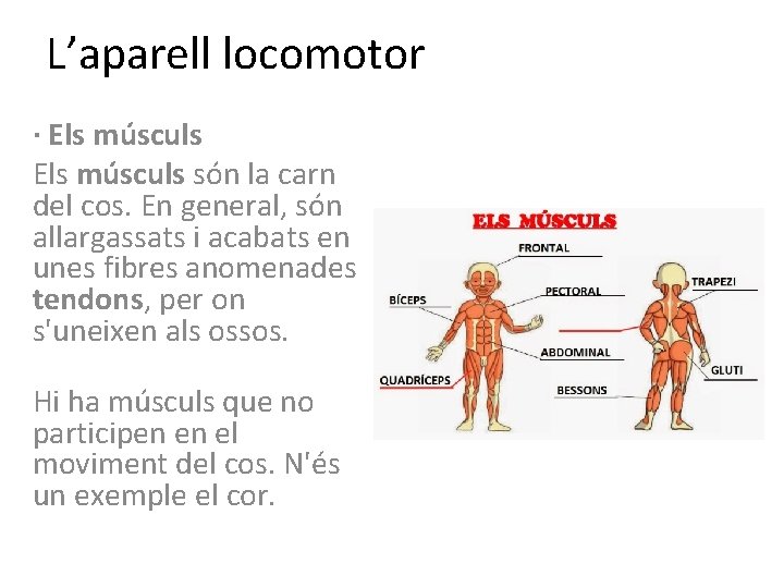 L’aparell locomotor · Els músculs són la carn del cos. En general, són allargassats
