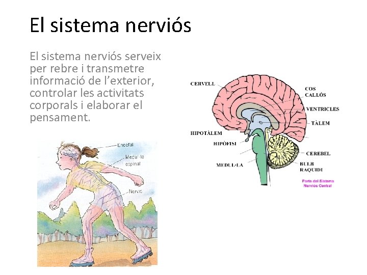 El sistema nerviós serveix per rebre i transmetre informació de l’exterior, controlar les activitats