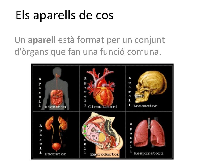 Els aparells de cos Un aparell està format per un conjunt d'òrgans que fan