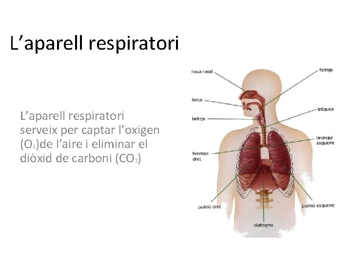 L’aparell respiratori serveix per captar l’oxigen (O 2)de l’aire i eliminar el diòxid de