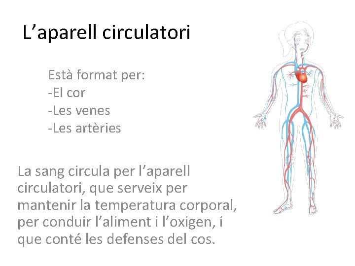 L’aparell circulatori Està format per: -El cor -Les venes -Les artèries La sang circula