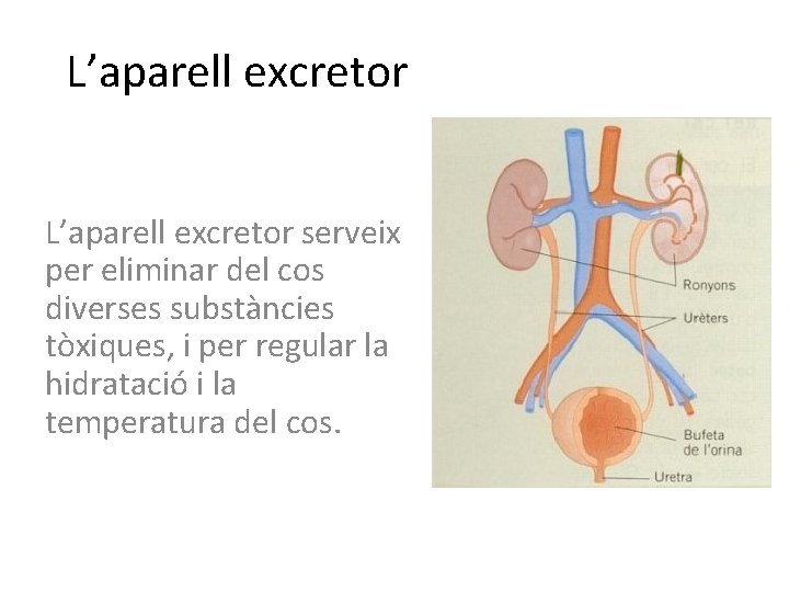 L’aparell excretor serveix per eliminar del cos diverses substàncies tòxiques, i per regular la