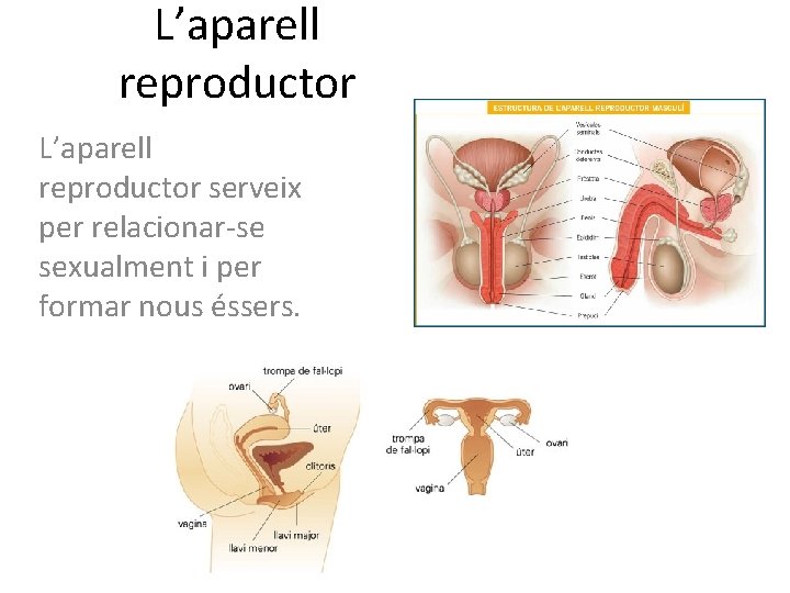 L’aparell reproductor serveix per relacionar-se sexualment i per formar nous éssers. 