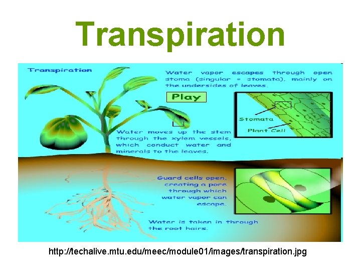 Transpiration http: //techalive. mtu. edu/meec/module 01/images/transpiration. jpg 