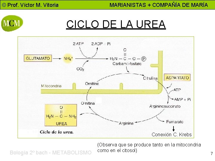 © Prof. Víctor M. Vitoria MARIANISTAS + COMPAÑÍA DE MARÍA CICLO DE LA UREA