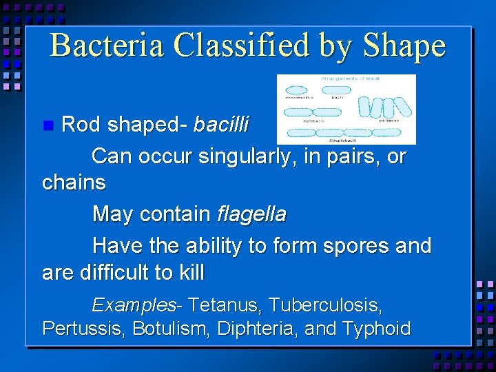 Bacteria Classified by Shape Rod shaped- bacilli Can occur singularly, in pairs, or chains