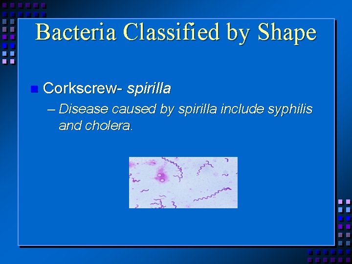 Bacteria Classified by Shape n Corkscrew- spirilla – Disease caused by spirilla include syphilis