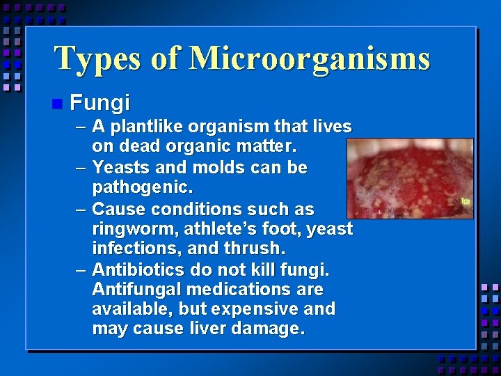 Types of Microorganisms n Fungi – A plantlike organism that lives on dead organic