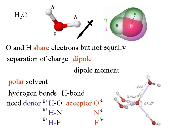 H 2 O + + - O and H share electrons but not equally