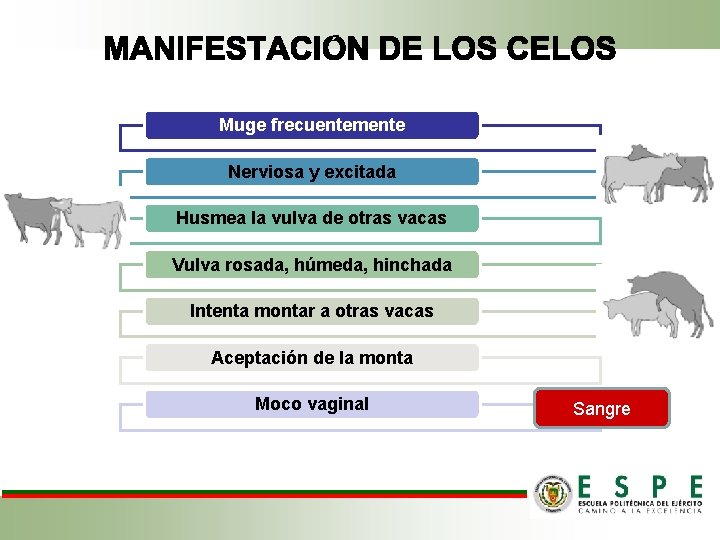 Muge frecuentemente Nerviosa y excitada Husmea la vulva de otras vacas Vulva rosada, húmeda,