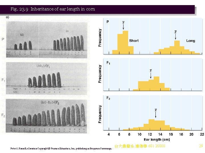 Fig. 23. 9 Inheritance of ear length in corn Peter J. Russell, i. Genetics: