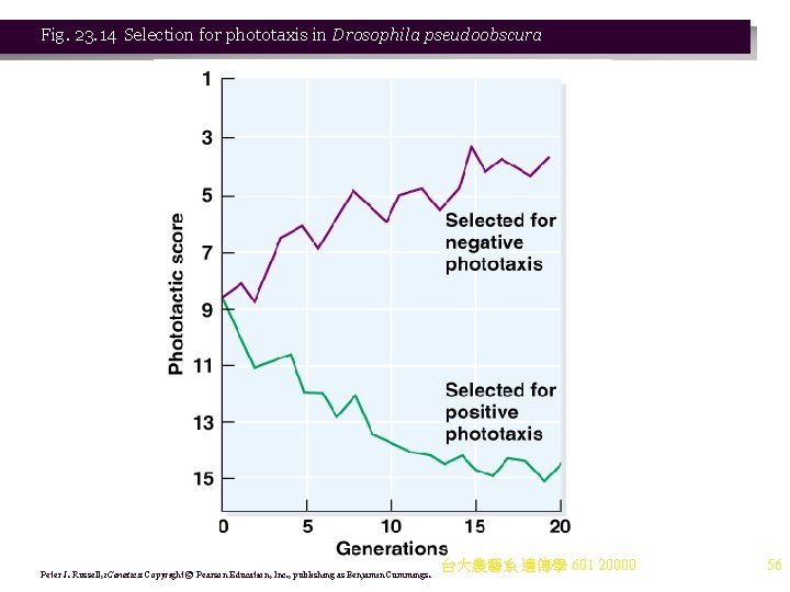 Fig. 23. 14 Selection for phototaxis in Drosophila pseudoobscura Peter J. Russell, i. Genetics: