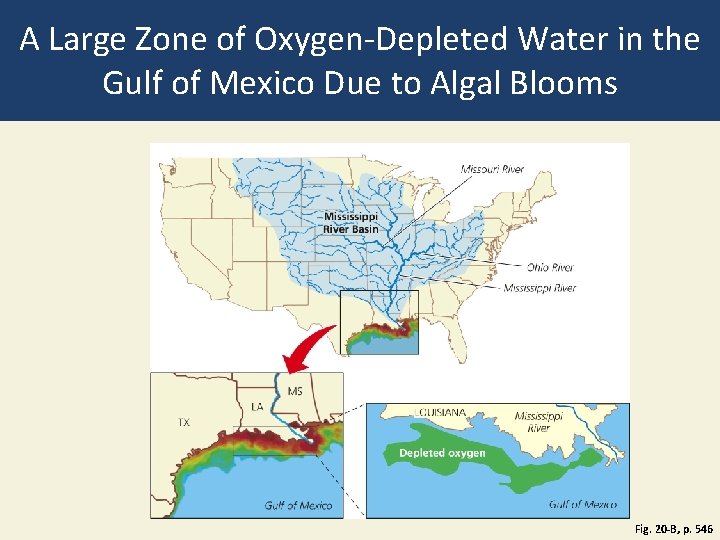 A Large Zone of Oxygen-Depleted Water in the Gulf of Mexico Due to Algal