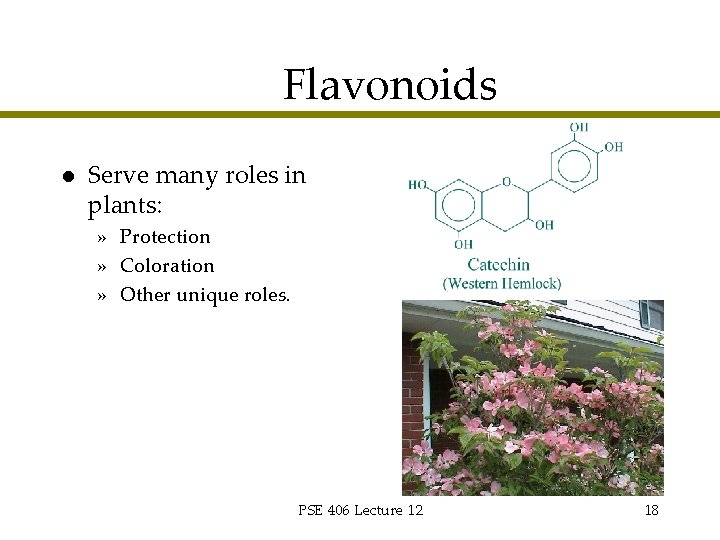 Flavonoids l Serve many roles in plants: » Protection » Coloration » Other unique