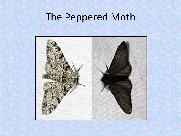 The Peppered Moth 