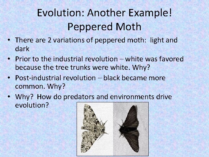 Evolution: Another Example! Peppered Moth • There are 2 variations of peppered moth: light