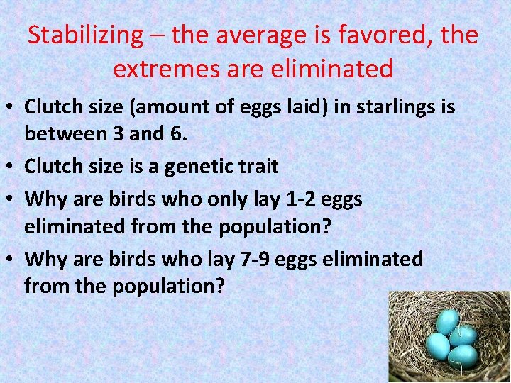 Stabilizing – the average is favored, the extremes are eliminated • Clutch size (amount